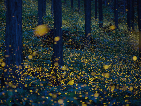 ܂ŃNX}XC~l[V̂悤Ȍi͈I