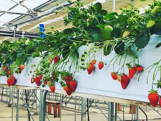 芸術的に!いちごの写真を!