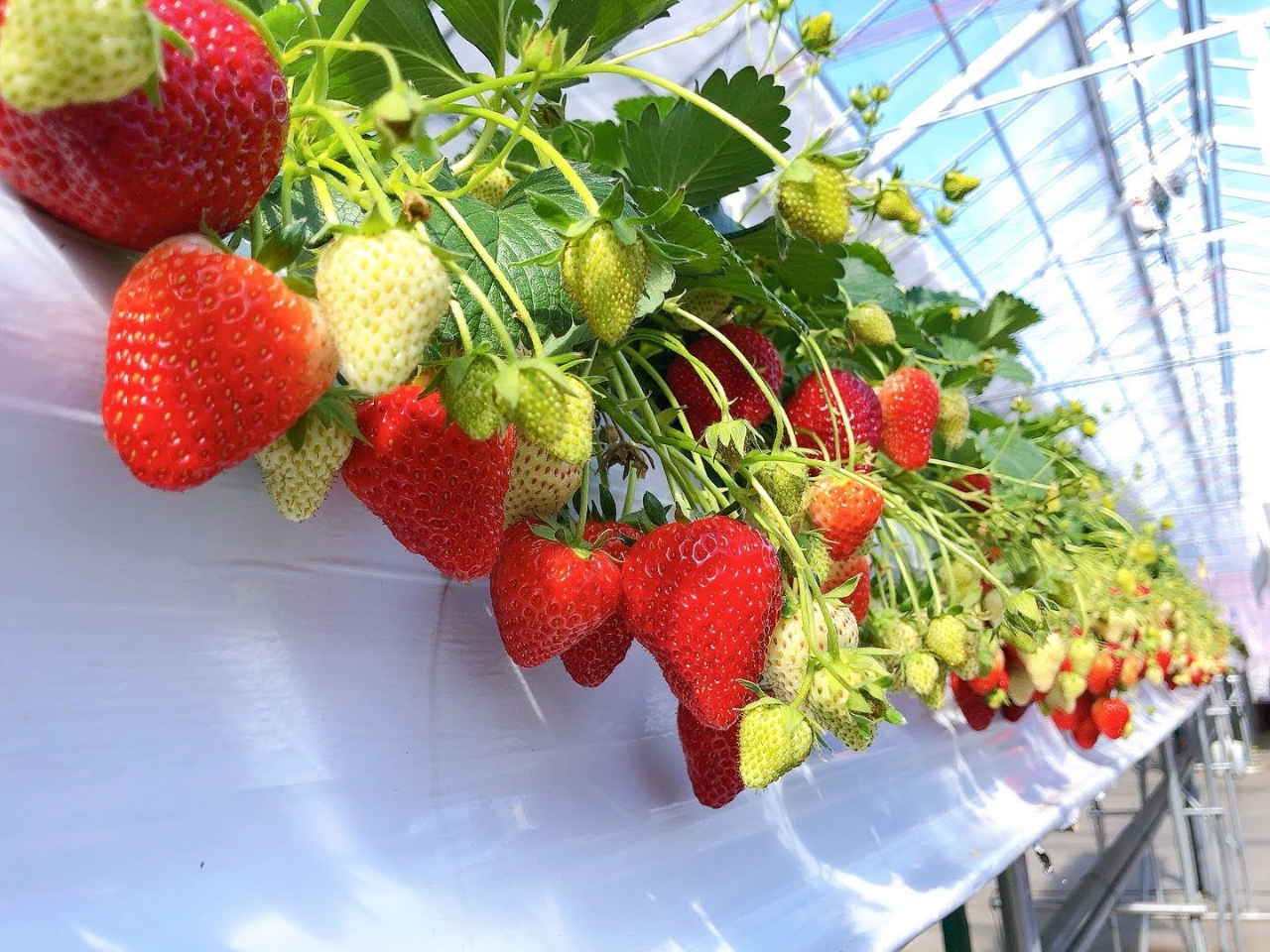 �n�E�X���̗l�q