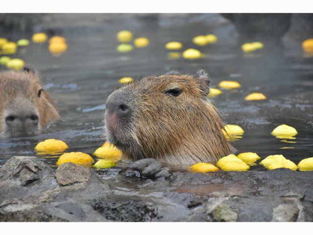 数量限定 カピバラの露天風呂ビンゴ付きプラン ビンゴカードを手にカピバラの露天風呂やカピバラの仲間たちを観察しよう ビンゴ達成でプチプレゼントあります ファミリーやカップルにオススメ 伊豆シャボテン動物公園 じゃらん遊び体験 数量限定 カピバラの露天風呂ビンゴ付きプラン ビンゴカードを手にカピバラの露天風呂やカピバラの仲間たちを観察しよう ビンゴ達成でプチプレゼントあります ファミリーやカップルにオススメ 伊豆シャボテン動物公園 じゃらん遊び体験