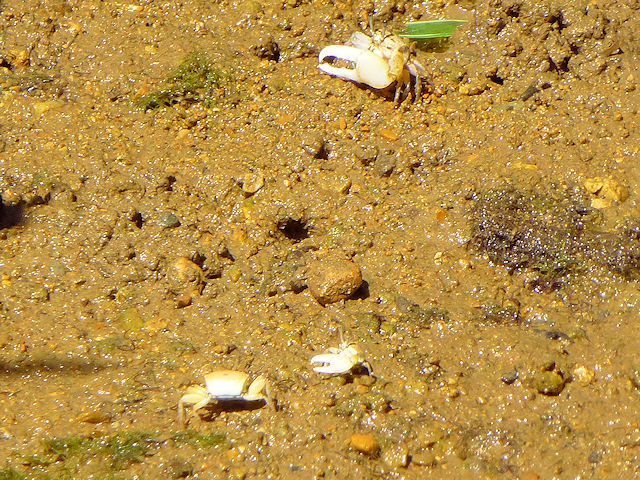 ̎̃cA[ł̓VI}lLoĂ邱Ƃ܂BIX͑傫ȃnT~܂B~i~grn[킢łB