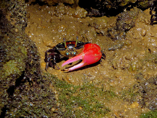 ���������ƃx�j�V�I�}�l�L���o�Ă��邱�Ƃ��B�Ԃ��F���ƂĂ����ꂢ�ł��B�ƂĂ��������ł���B