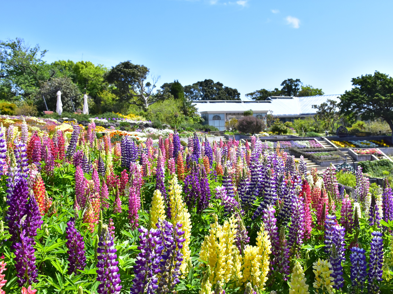【入園チケットプラン♪】**約120年前に作られたティファニーのステンドグラスラ...