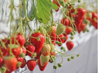 いちごの様子