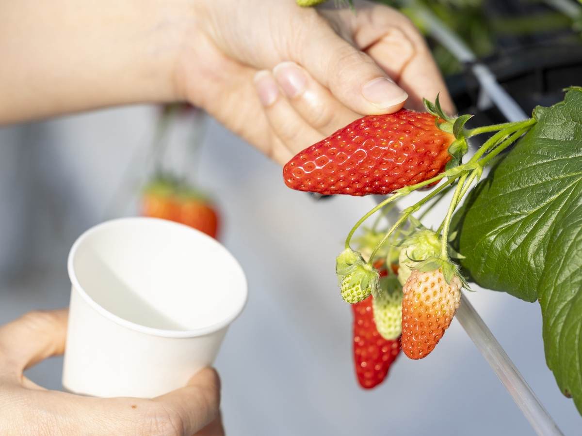 真っ赤に熟した食べ頃のいちごをご堪能ください。