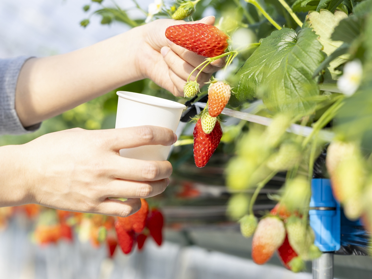 i͕Pj̈łB傫H׉̂邢\B