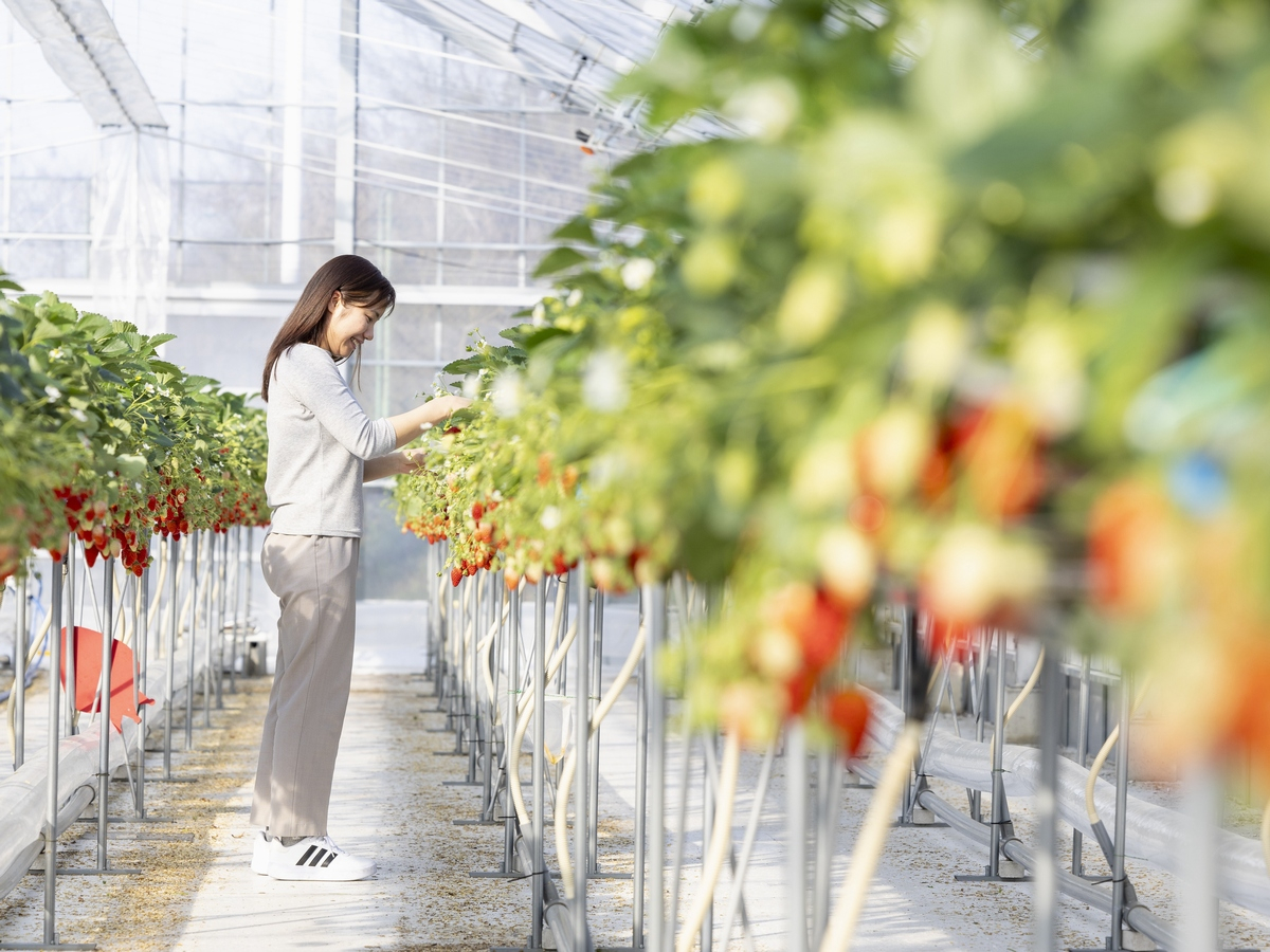 真っ赤に熟した食べ頃のいちごをご堪能ください。