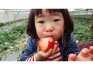 冬の定番、いちご狩りを 阿蘇の雄大な自然の下でお楽しみいただけます♪美味しいいちごをご堪能下さい!