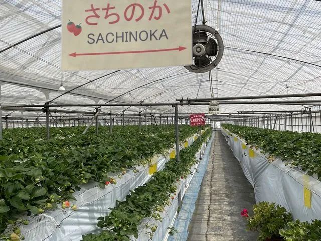 高設栽培で子供から大人まで楽々楽しめます♪
