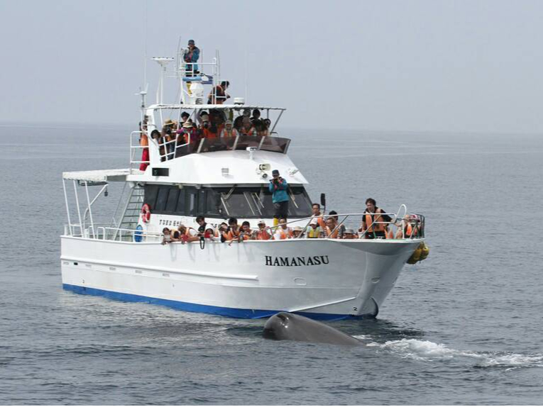 イルカ・クジラウォッチング