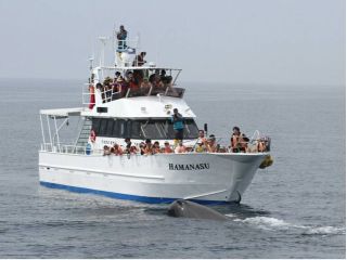 船「観光船はまなす」とマッコウクジラ