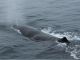 潮を吹くマッコウクジラ
