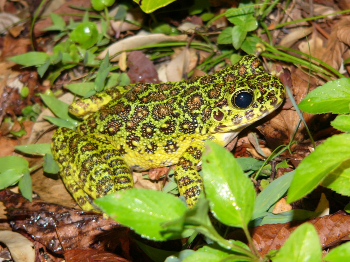 �����哇�����ɐ����A���{�łP�Ԃ��ꂢ�ƌ�����A�}�~�C�V�J���K�G���B