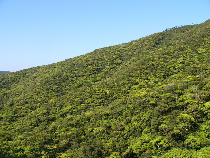 奄美大島の常緑照葉樹の森。モコモコとブロッコリーのよう。
