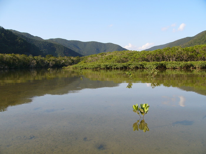 マングローブの水路