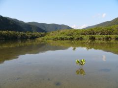 マングローブの水路