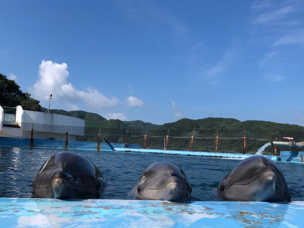 地域共通クーポン対象 短時間でイルカを満喫したい方におすすめ イルカとエクササイズ ファミリー カップル 女性にオススメ ドルフィンリゾート じゃらん遊び体験