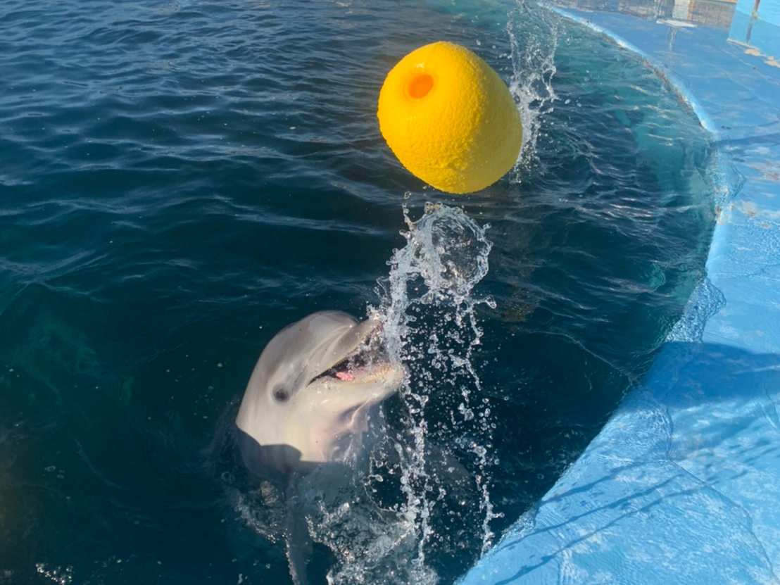 地域共通クーポン対象 短時間でイルカを満喫したい方におすすめ イルカとエクササイズ ファミリー カップル 女性にオススメ ドルフィンリゾート じゃらん遊び体験