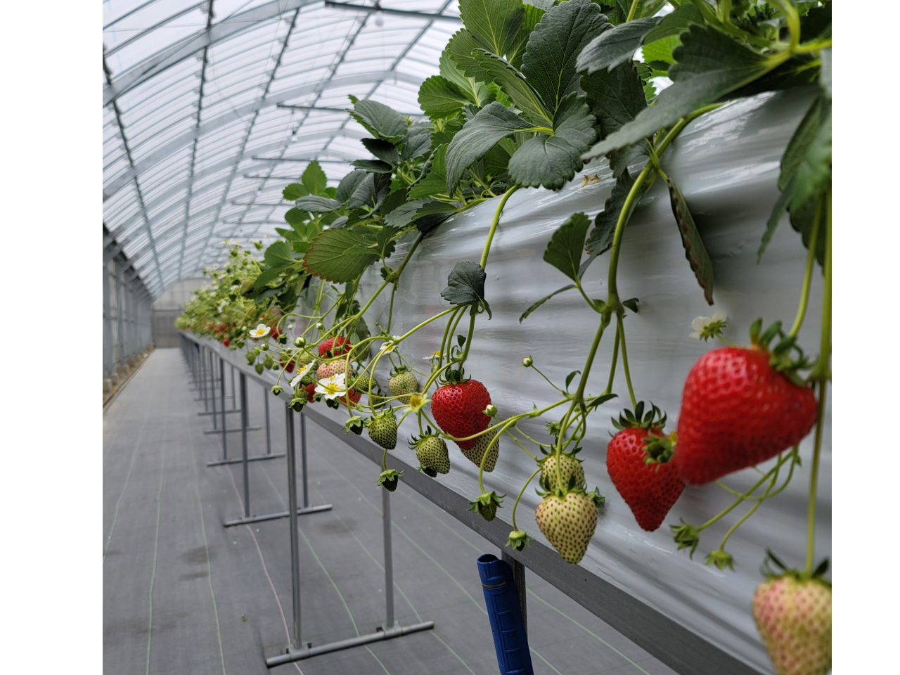 咆@܂܂ȁ@傫̂y߂܂(*^^*)