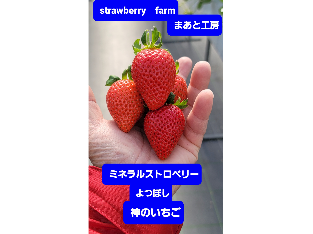 strawberry farm ܂ƍH[́@ڂ́AL@At{_~l_@ɂ@Ɖu͂ȂfgbNXƃA`GCWOʂ҂ł܂
