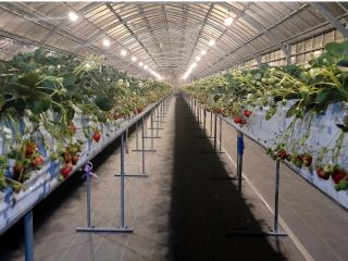 夜のいちご狩り は 幻想的 な空間(*^^*)