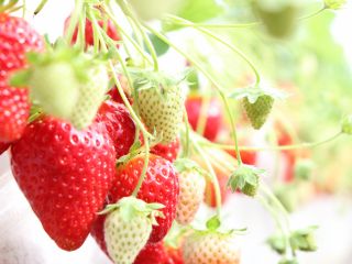 高級まりひめ苺狩り