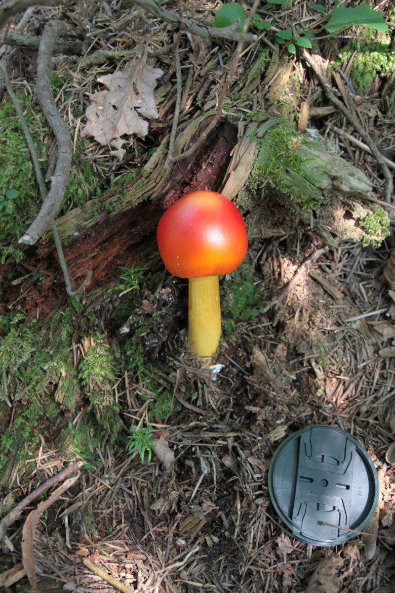 �����т̃L�m�R