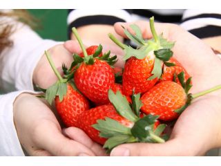 沢山のいちごを食べていただけます♪時間は無制限!