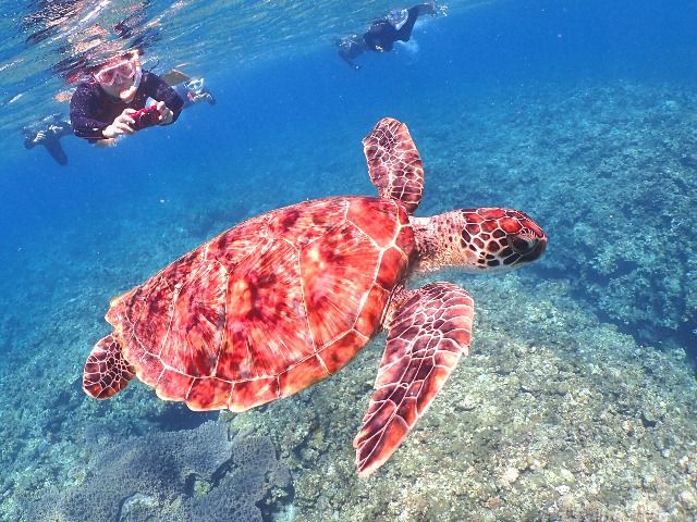 ウミガメと一緒に泳ごう!