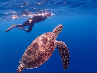 ウミガメほぼほぼ100%見れてます!