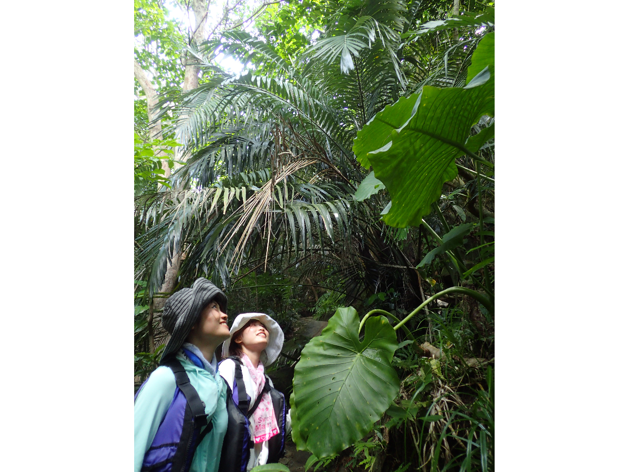 rɂ͂ȑ傫ȗtςWO炢