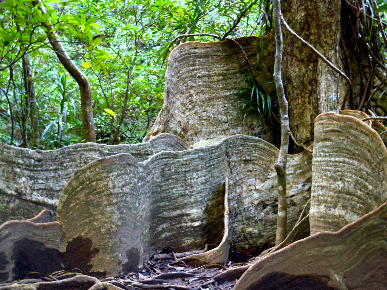 ҂̖؃TLV}XIE̖؂ɂo܂