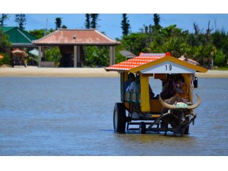 カワイイ水牛君に揺られてのんびり