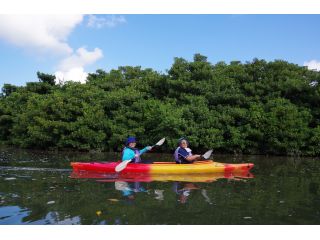 西表島でマングローブの川は外せない!