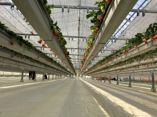 岸和田市、蜻蛉池公園すぐにある「いちご畑はる」です♪通路広々で車いすの方もベビーカーも歓迎です!