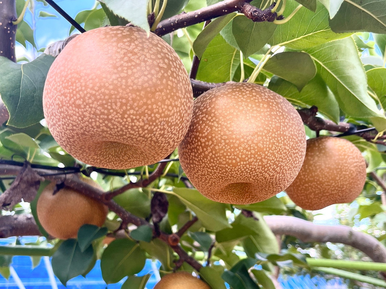 【さいたま市/梨狩り】夏の思い出に!シャリシャリでみずみずしい梨の収穫体験!