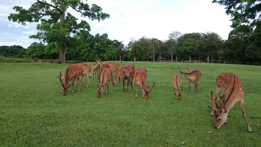 yVRLO@ޗǂ̎zޗǌ̎B邵łBׂ𔃂ĂĉB