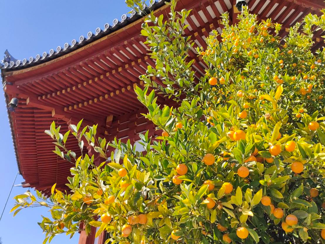 南円堂と橘の木