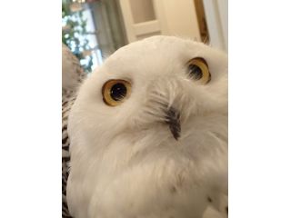 可愛さあり迫力あり フクロウや鷹とのふれあい体験 フクロウカフェ オウルドベース じゃらん遊び体験