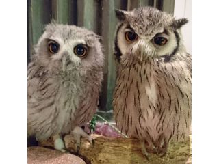 可愛さあり迫力あり フクロウや鷹とのふれあい体験 フクロウカフェ オウルドベース じゃらん遊び体験