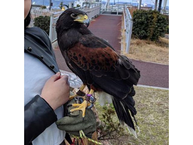 可愛さあり迫力あり フクロウや鷹とのふれあい体験 フクロウカフェ オウルドベース じゃらん遊び体験 可愛さあり迫力あり フクロウや鷹とのふれあい体験 フクロウカフェ オウルドベース じゃらん遊び体験