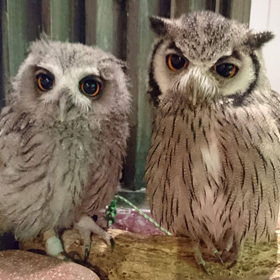 ^悯΃tNE̐ɉ邱ƂB