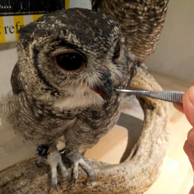 tNEɂтċƏk߂悤BiIvVj