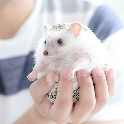 2018N4`nlY~Ƃ̂ӂꂠ͂߂܂B