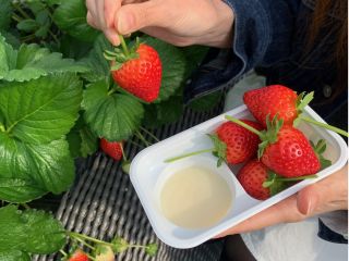 日光でいちご狩り♪ プレミアム60分食べ放題 練乳使い放題&チョコソース付き。おもいっきりいちご狩りを楽しもう♪ 《じゃらん限定》 観光地からのアクセス抜群!