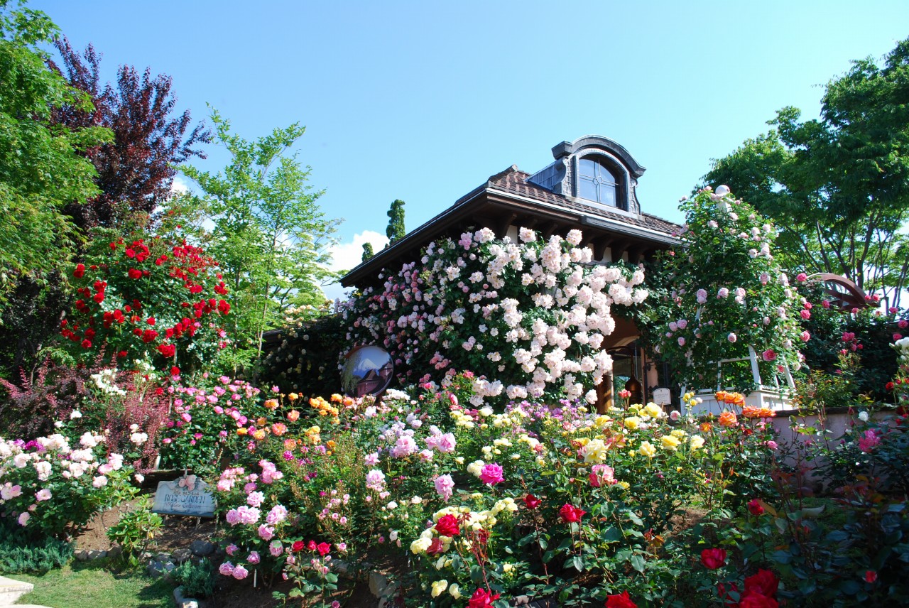 園内にもローズガーデンも♪6月ごろには写真のようにバラなどが咲き誇ります☆