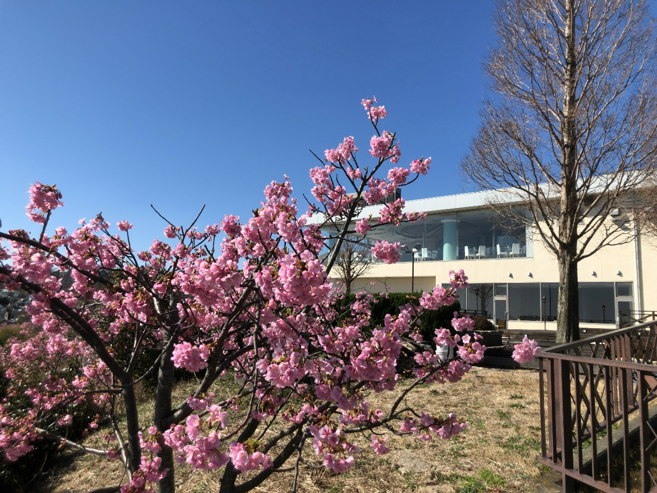 2月ごろには寒桜が見ごろになります