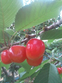 �݂悵
