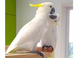 長崎 佐世保 かわいいインコやオウムと触れ合える大満足の2時間満喫プラン ドリンクバー付き インコとオウム先生のいるお店 ふわふわインコ じゃらん遊び体験