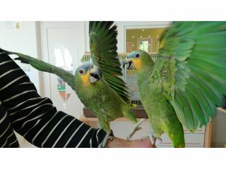 長崎 佐世保 かわいいインコやオウムと触れ合える大満足の2時間満喫プラン ドリンクバー付き インコとオウム先生のいるお店 ふわふわインコ じゃらん遊び体験